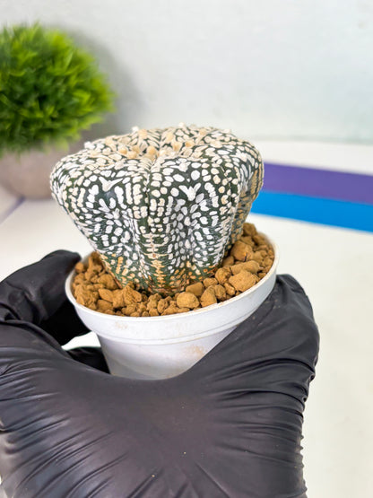 Astrophytum V-Type (at4) (y2) | Ship from Nevada