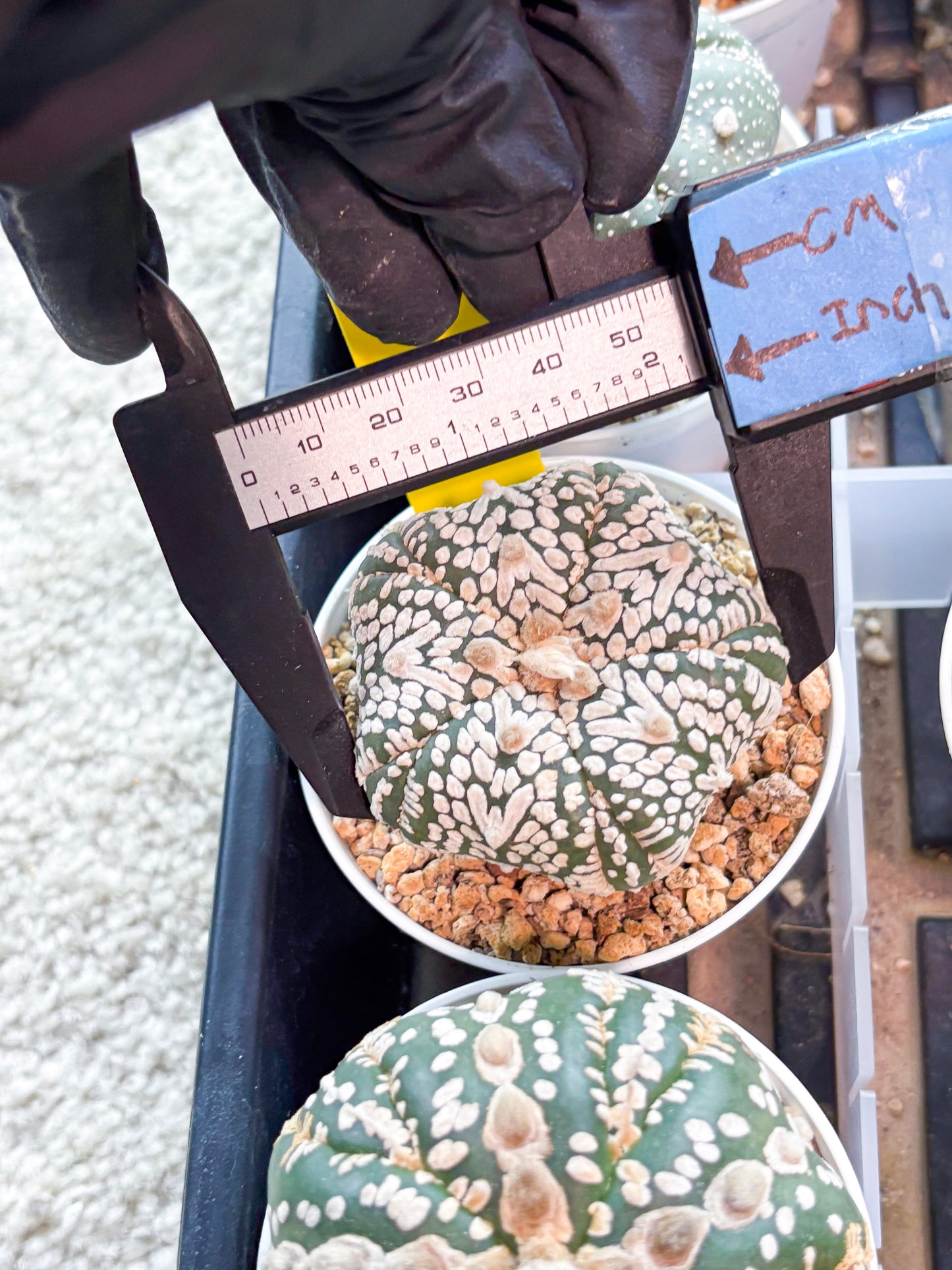 Astrophytum 5-Rib (T11) (y5) | Imported From Taiwan