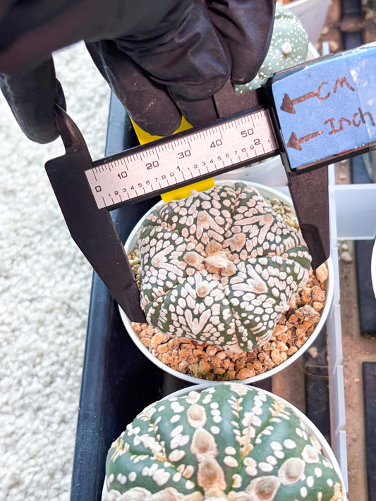 Astrophytum 5-Rib (T11) (y5) | Imported From Taiwan