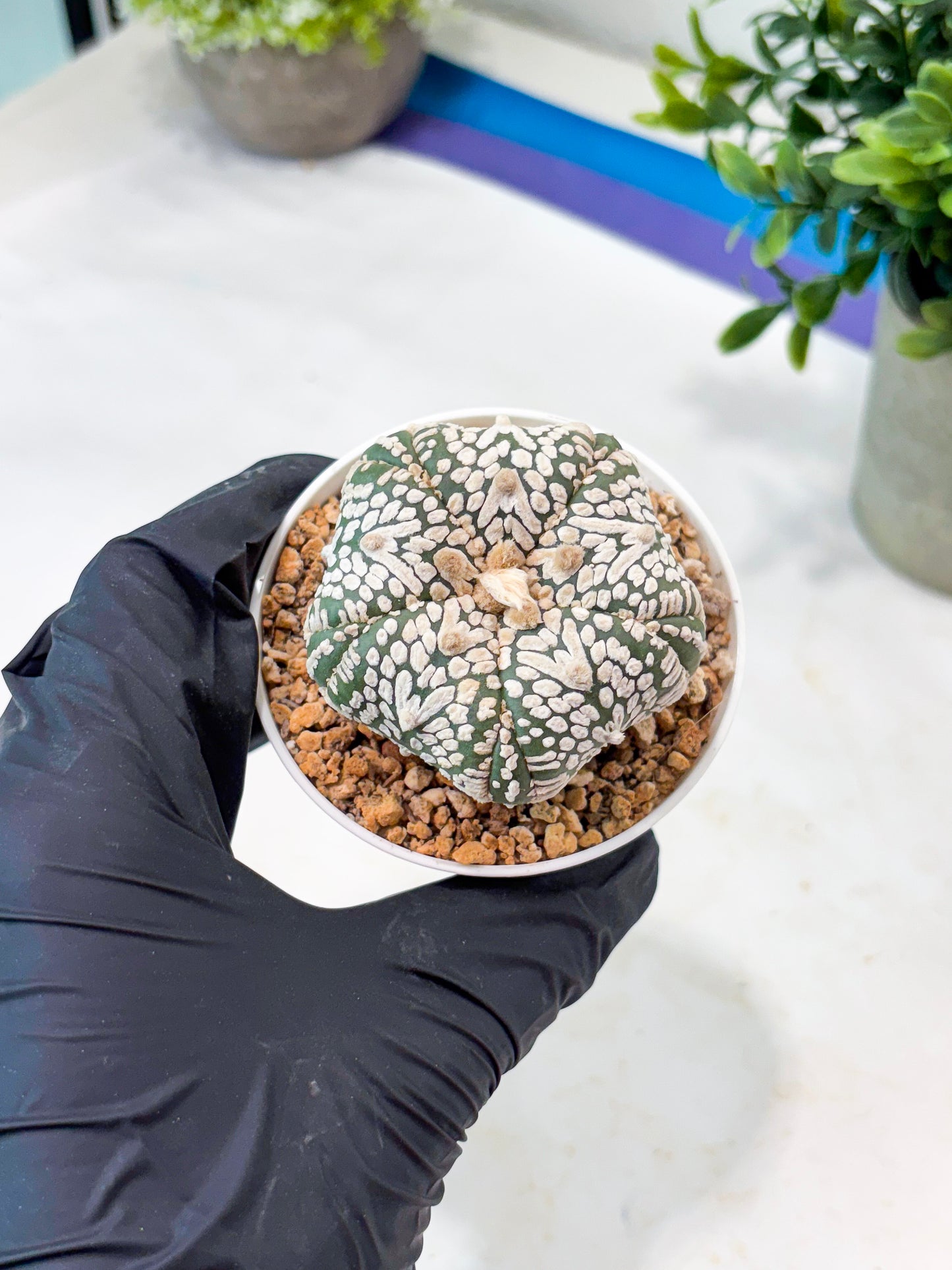 Astrophytum 5-Rib (T11) (y5) | Imported From Taiwan
