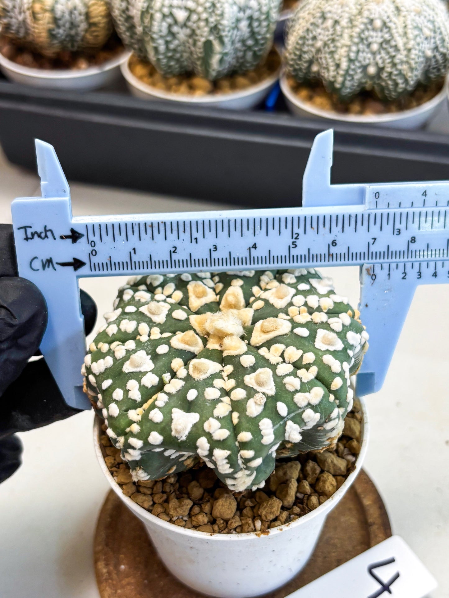 Astrophytum V-Type (at4) (y4) | Ship from Nevada
