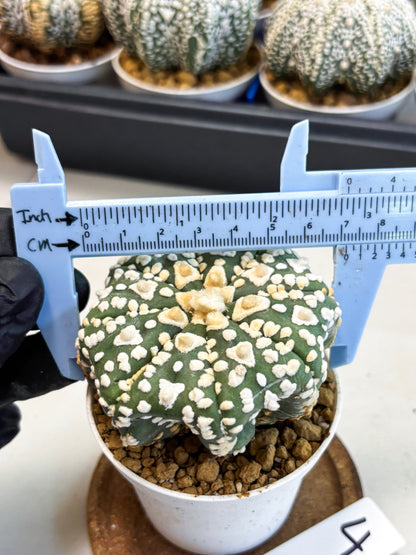 Astrophytum V-Type (at4) (y4) | Ship from Nevada