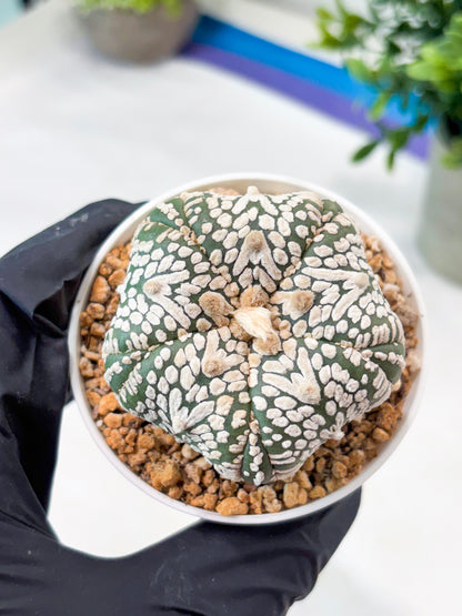 Astrophytum 5-Rib (T11) (y5) | Imported From Taiwan