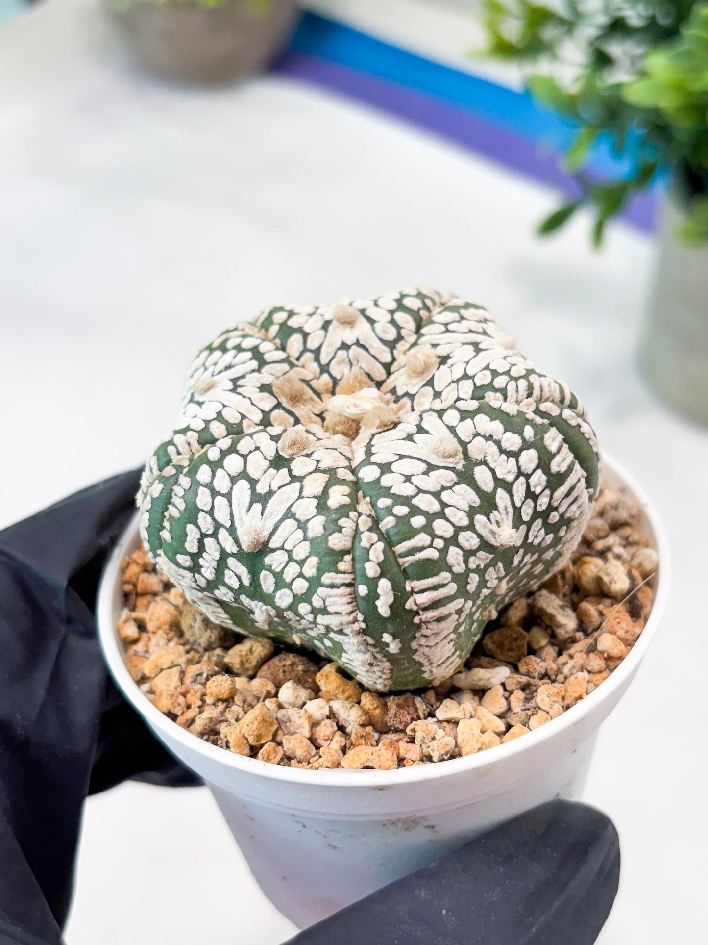 Astrophytum 5-Rib (T11) (y5) | Imported From Taiwan