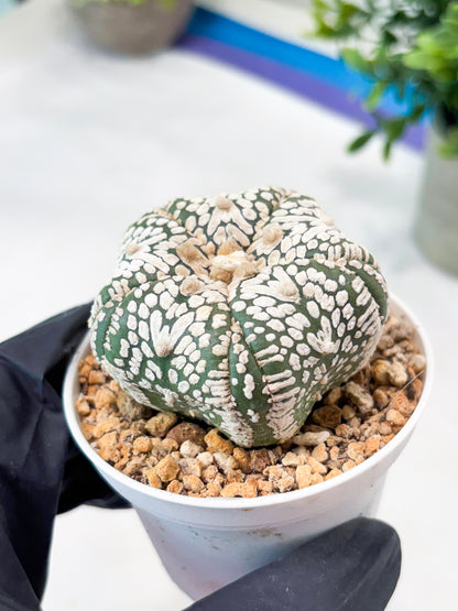 Astrophytum 5-Rib (T11) (y5) | Imported From Taiwan