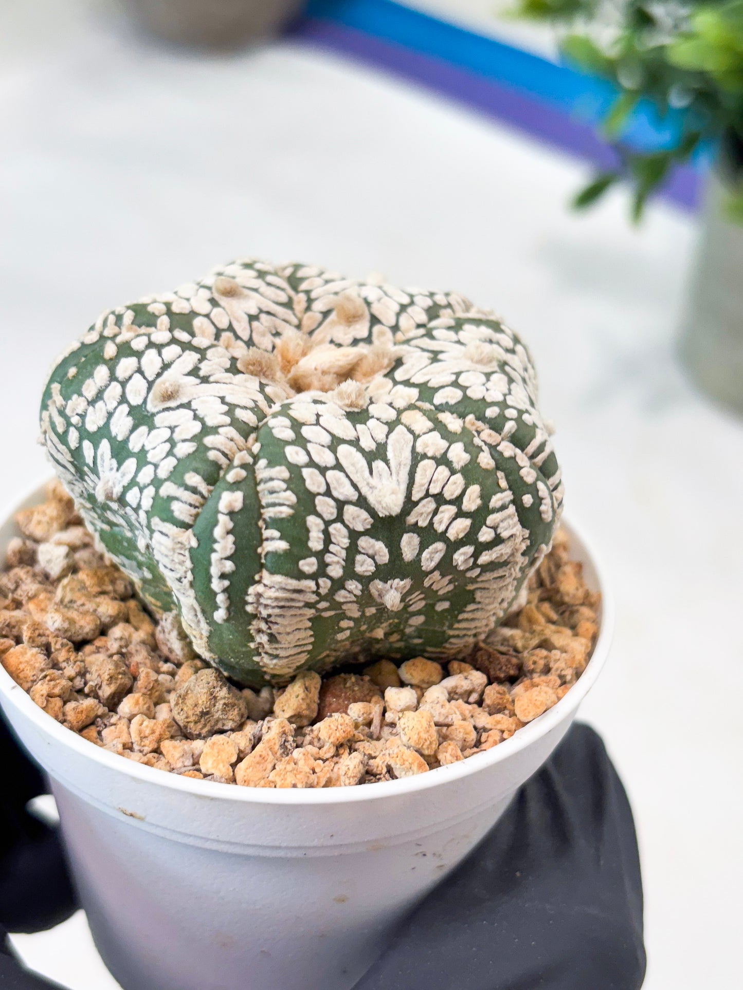 Astrophytum 5-Rib (T11) (y5) | Imported From Taiwan