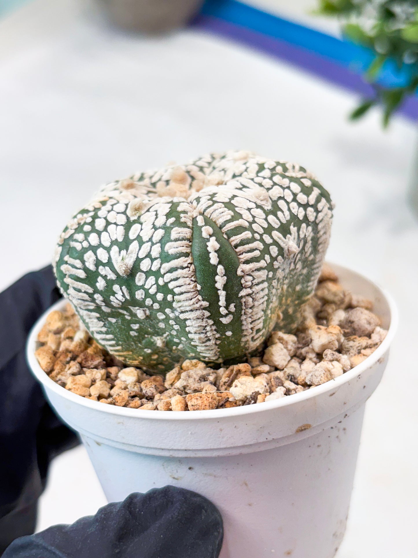 Astrophytum 5-Rib (T11) (y5) | Imported From Taiwan