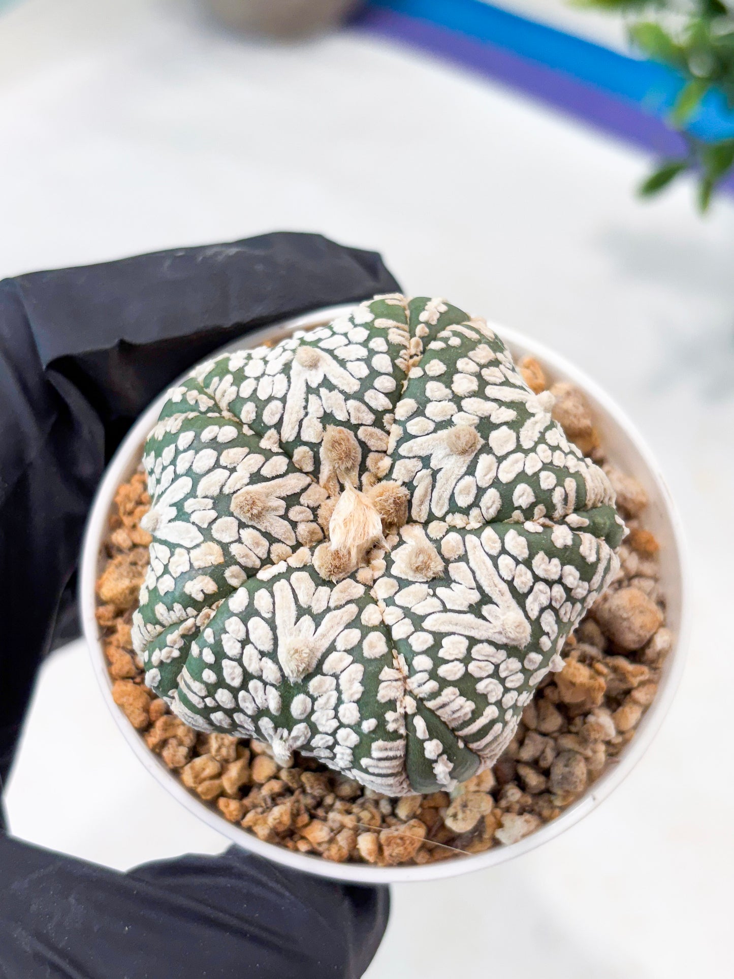 Astrophytum 5-Rib (T11) (y5) | Imported From Taiwan