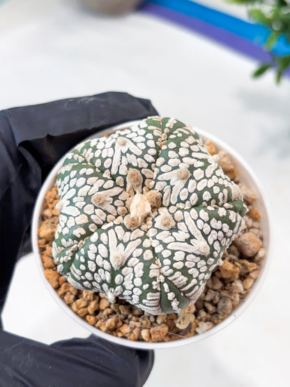 Astrophytum 5-Rib (T11) (y5) | Imported From Taiwan