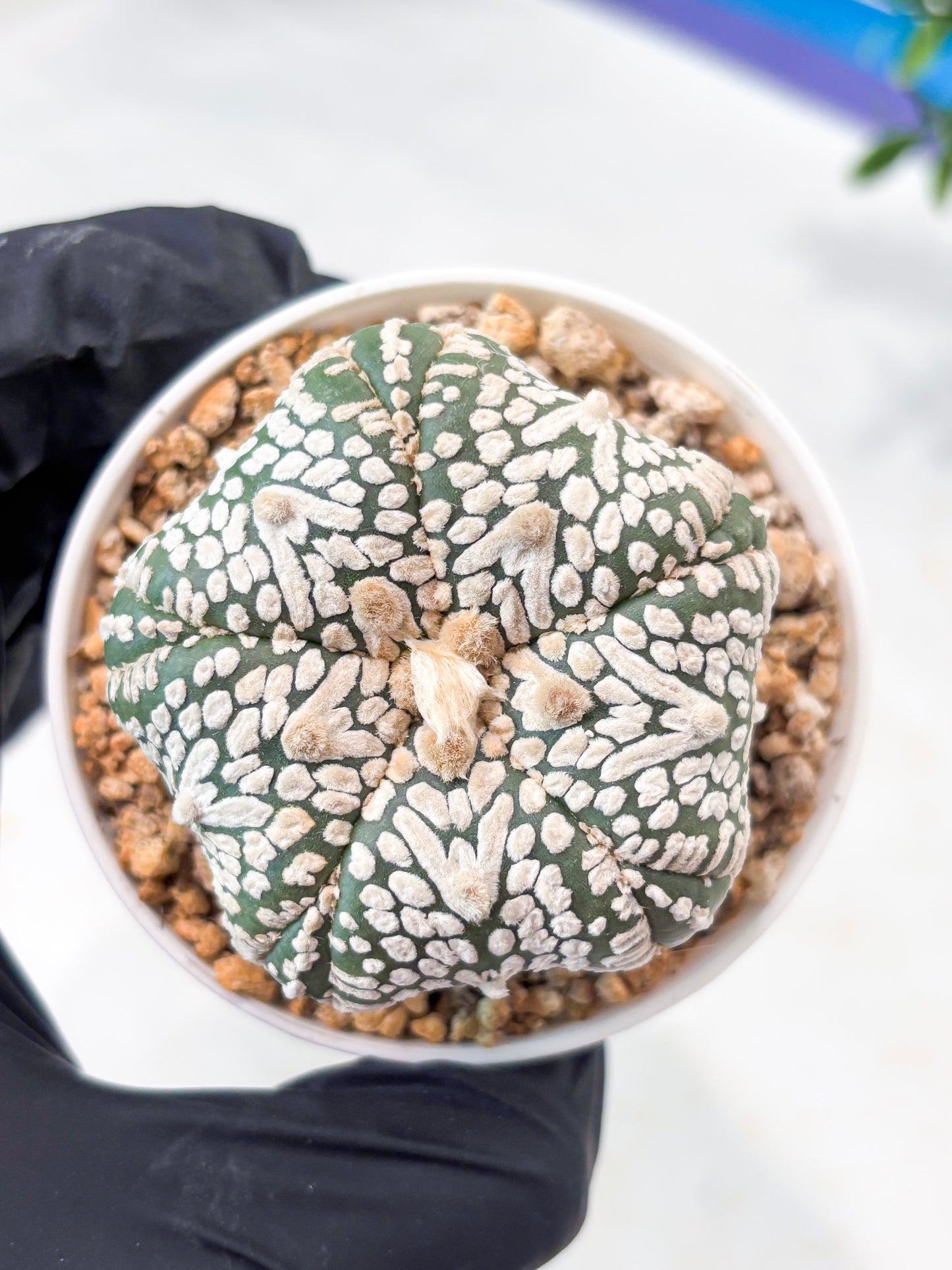 Astrophytum 5-Rib (T11) (y5) | Imported From Taiwan