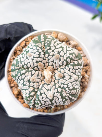 Astrophytum 5-Rib (T11) (y5) | Imported From Taiwan