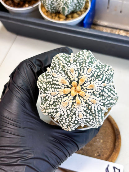 Astrophytum Star Shape (at4) (g5) | Imported Plant