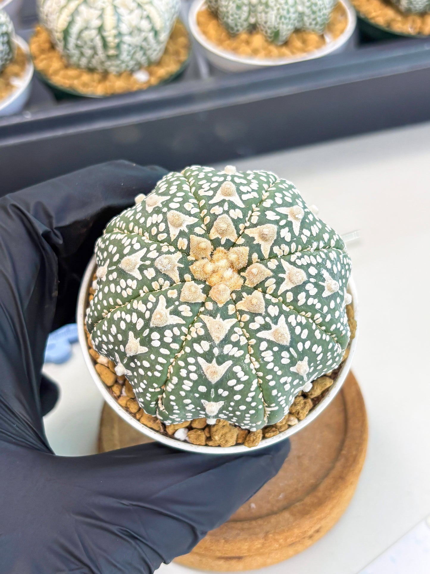 Astrophytum Star Shape (at2) (b1) | Japanese Import