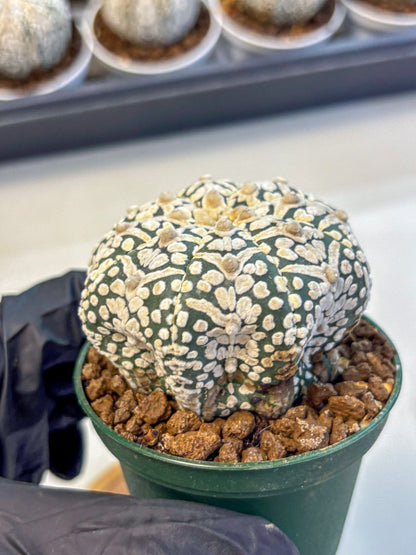 Astrophytum V Type (at5) (06) |  Sea urchin cactus