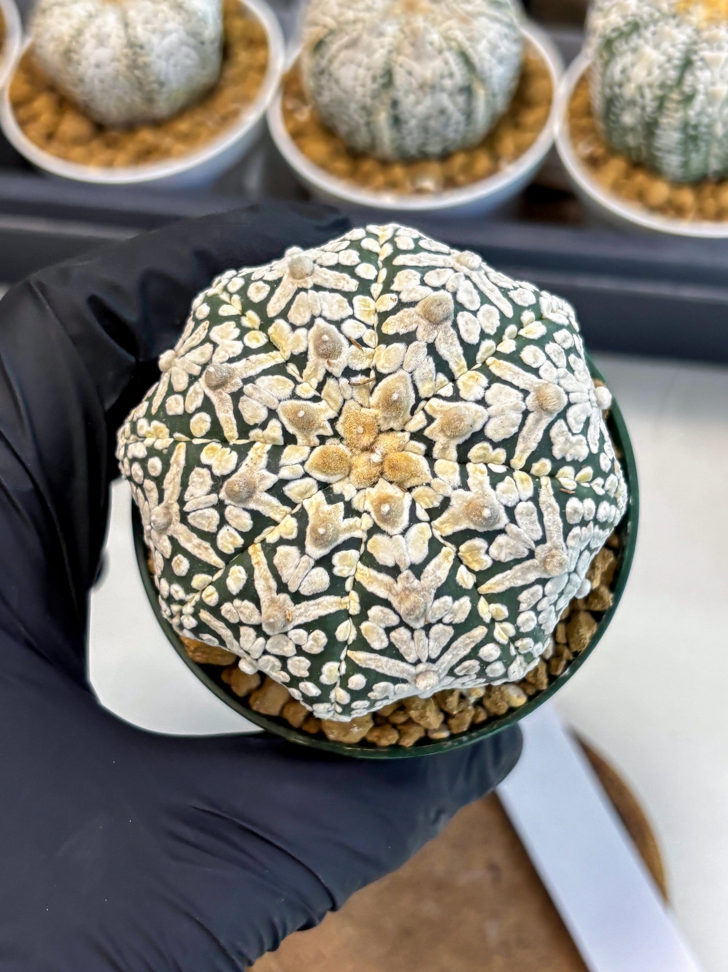 Astrophytum V-Type (at5) (p5) | Rare imported Plant