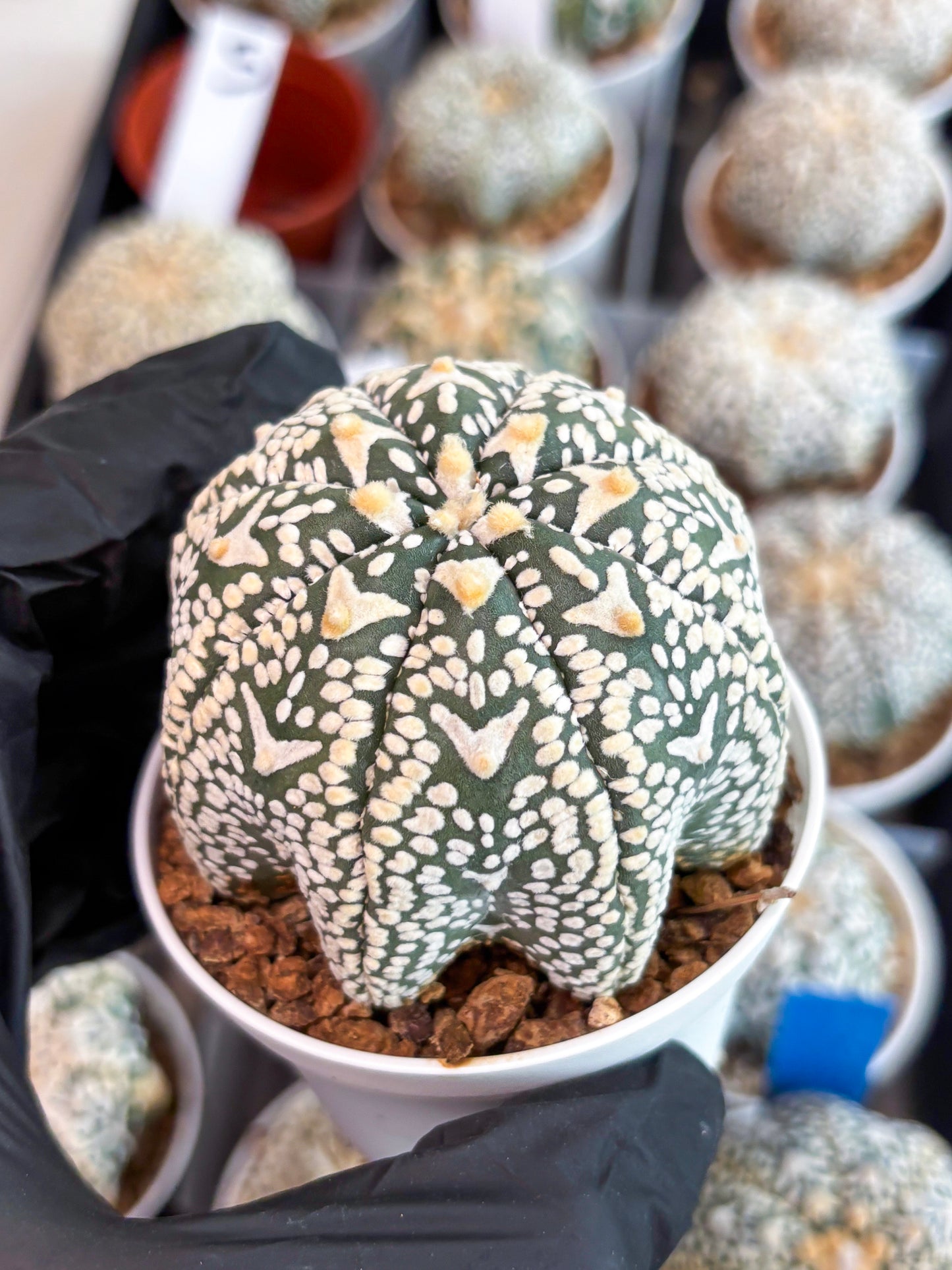 Astrophytum Super Kabuto V Type (T4) (p3) | USA Plant SHOP | 3" Pot
