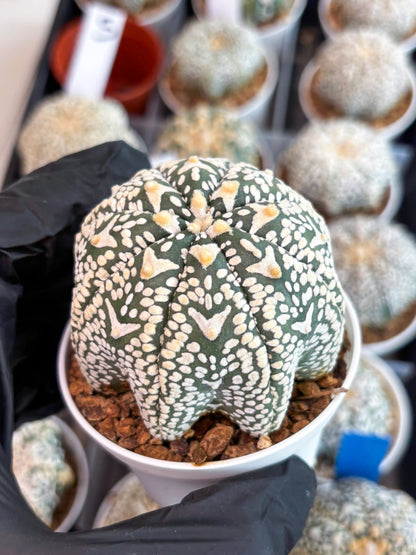 Astrophytum Super Kabuto V Type (T4) (p3) | USA Plant SHOP | 3" Pot