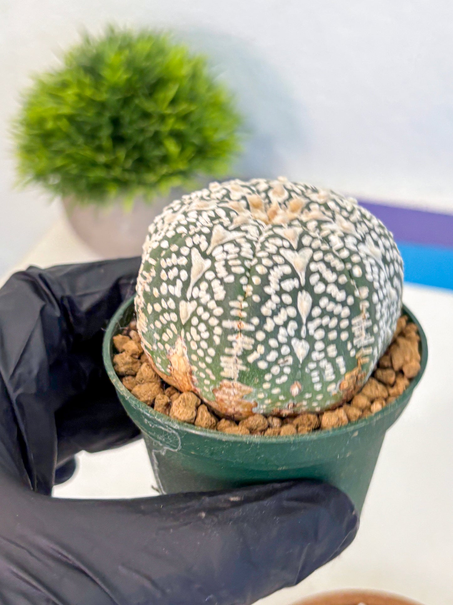 Astrophytum V Type (at2) (06) | Live Plant | Rare Collection