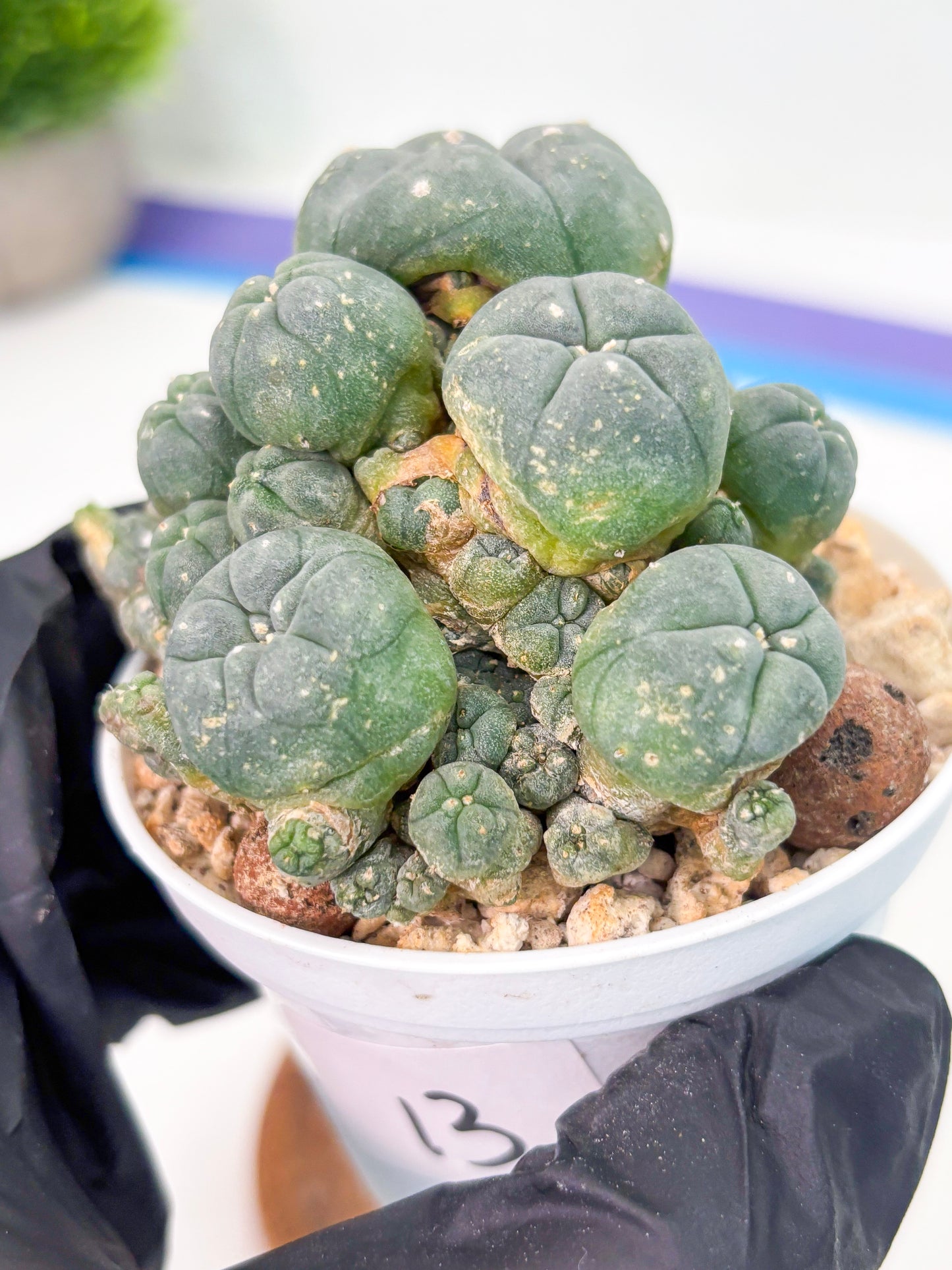 Spineless Cactus (Lo1) (g4) | For Advanced Growers