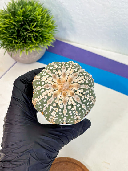 Astrophytum V Type Nudum (at9) (06) | Live Cactus