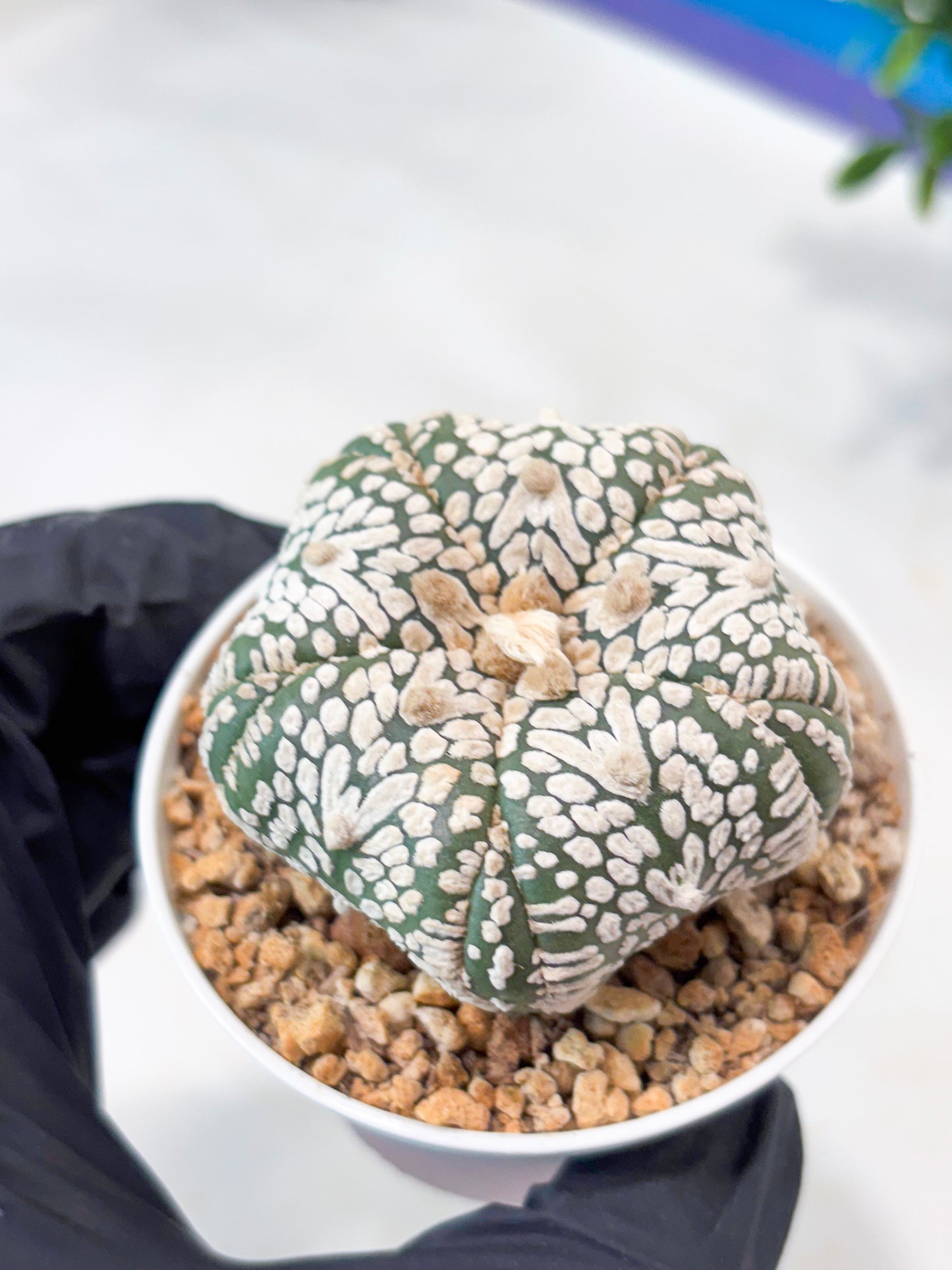 Astrophytum 5-Rib (T11) (y5) | Imported From Taiwan