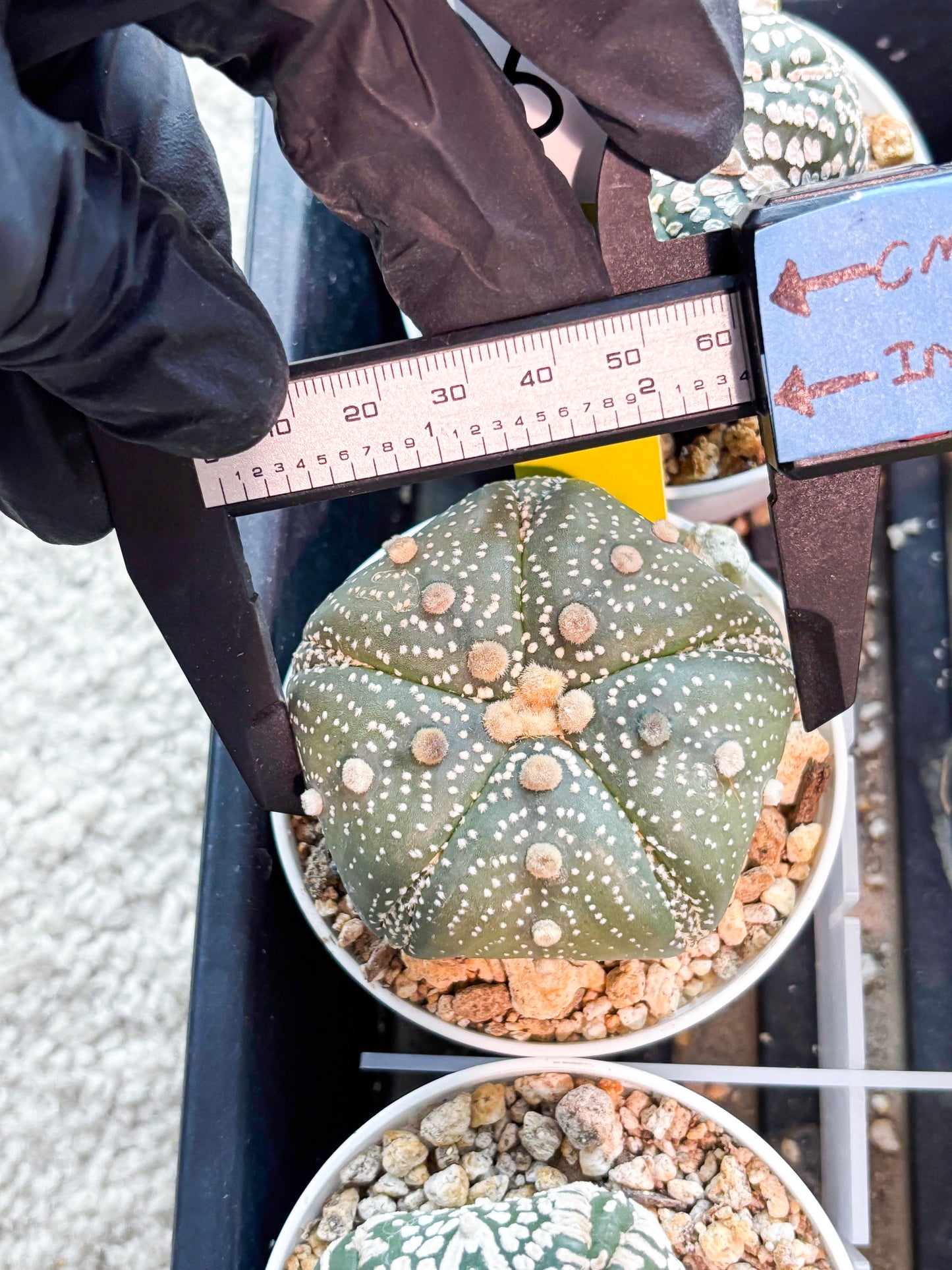 Astrophytum 5-Rib (T11) (y6) | Imported From Taiwan