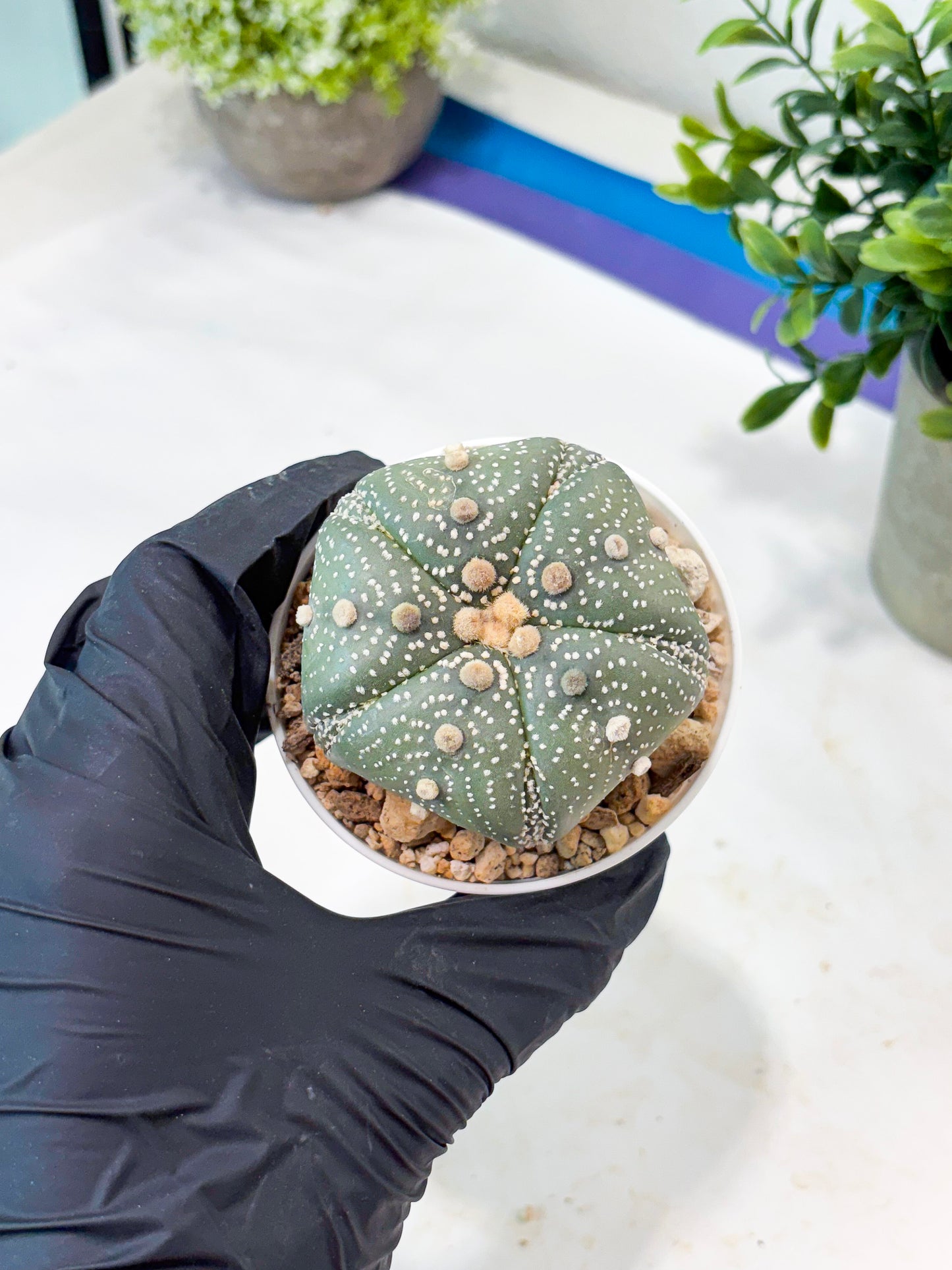 Astrophytum 5-Rib (T11) (y6) | Imported From Taiwan