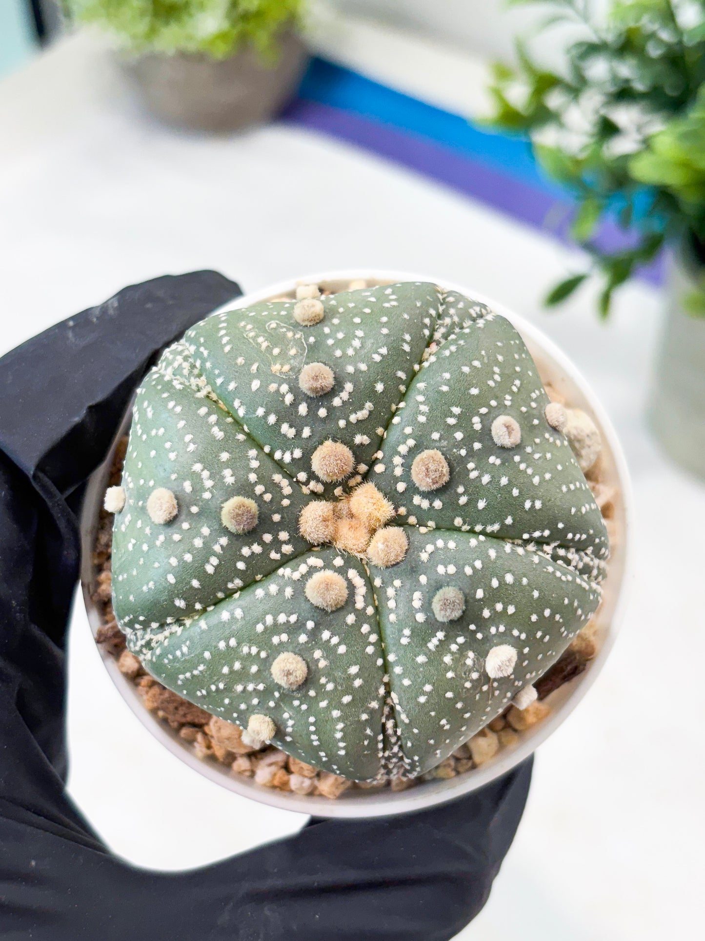 Astrophytum 5-Rib (T11) (y6) | Imported From Taiwan