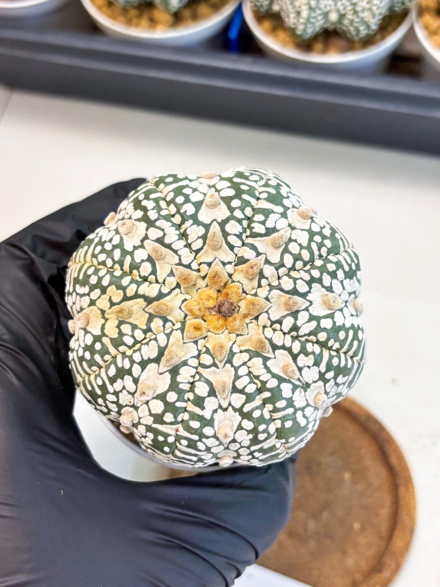 Astrophytum V-Type (at4) (r3) | Ship from Nevada