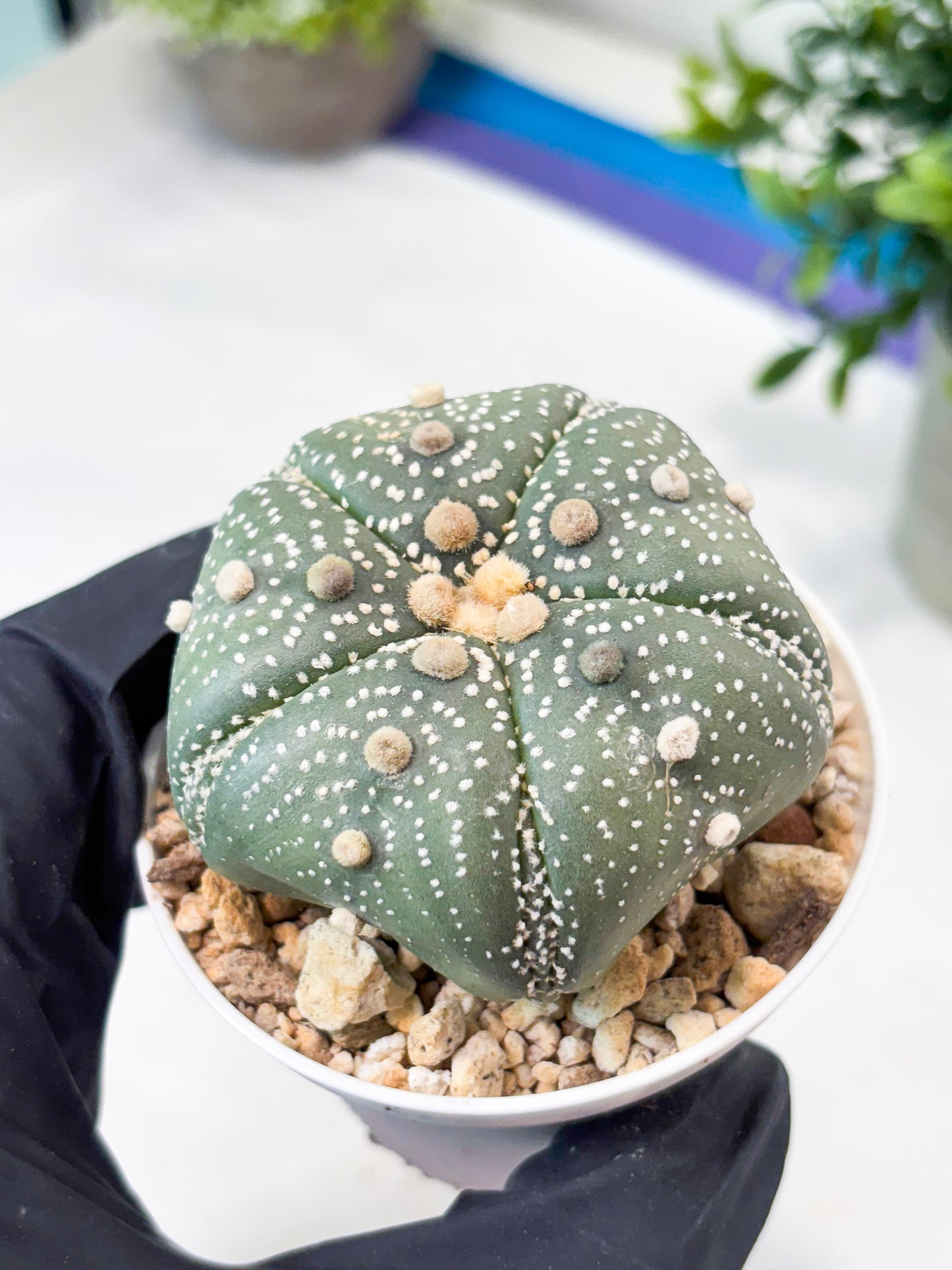 Astrophytum 5-Rib (T11) (y6) | Imported From Taiwan