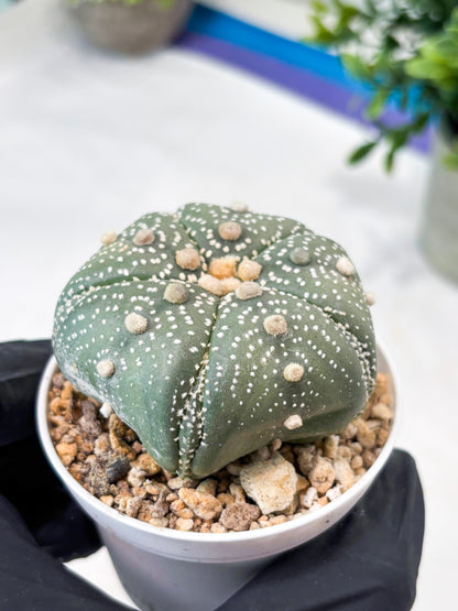 Astrophytum 5-Rib (T11) (y6) | Imported From Taiwan