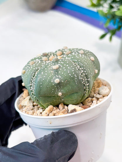 Astrophytum 5-Rib (T11) (y6) | Imported From Taiwan