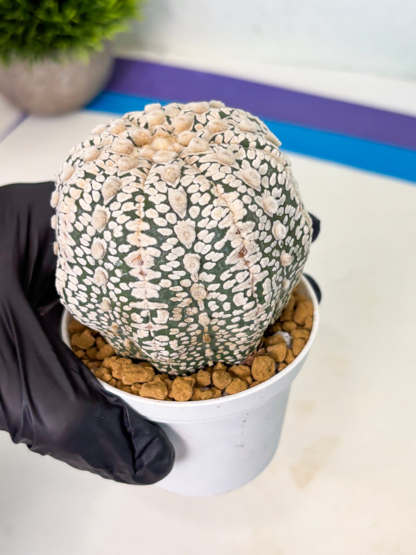 Astrophytum V-Type (at4) (r1) | Ship from Nevada
