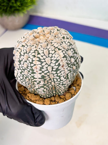 Astrophytum V-Type (at4) (r1) | Ship from Nevada