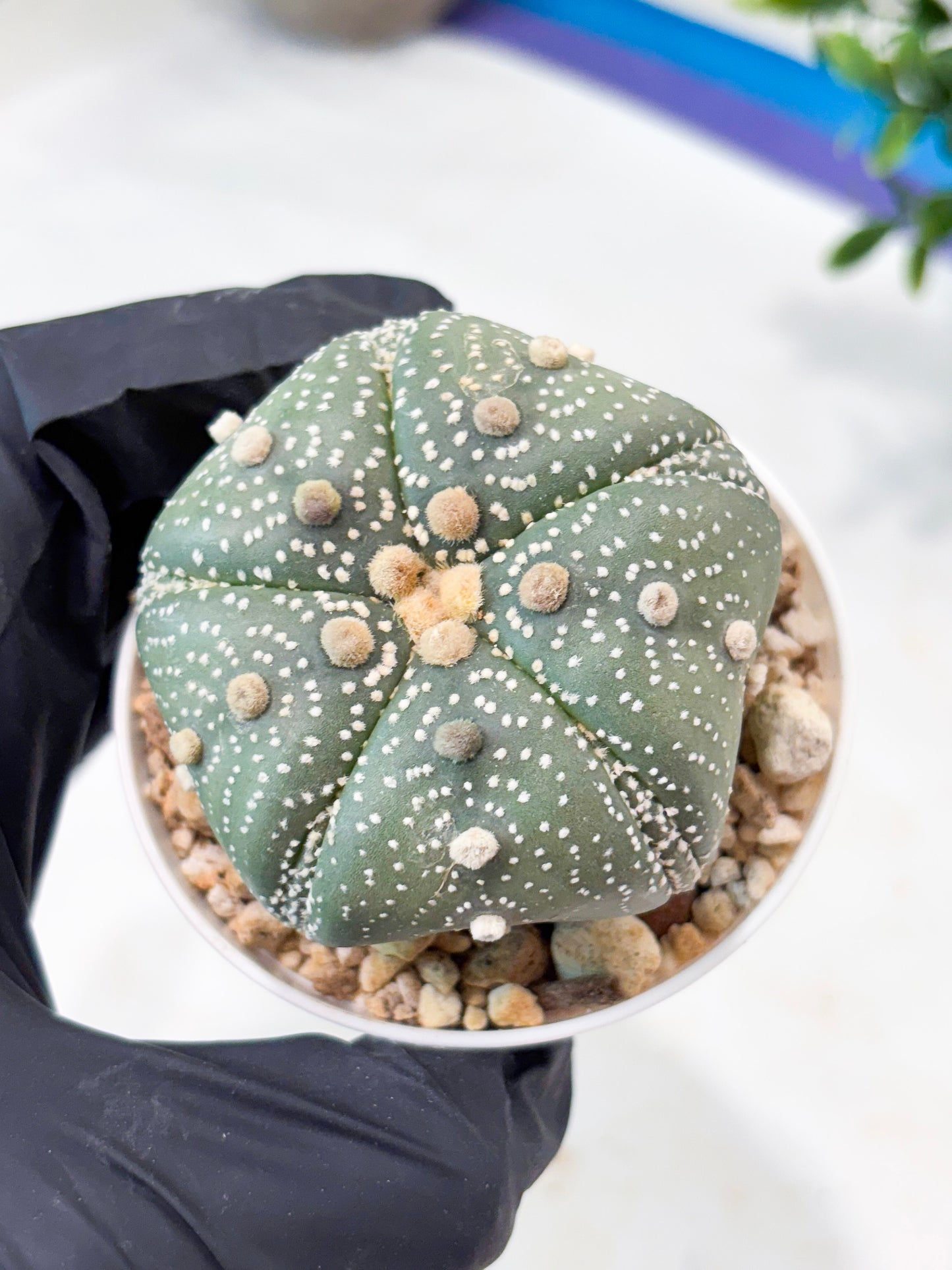 Astrophytum 5-Rib (T11) (y6) | Imported From Taiwan