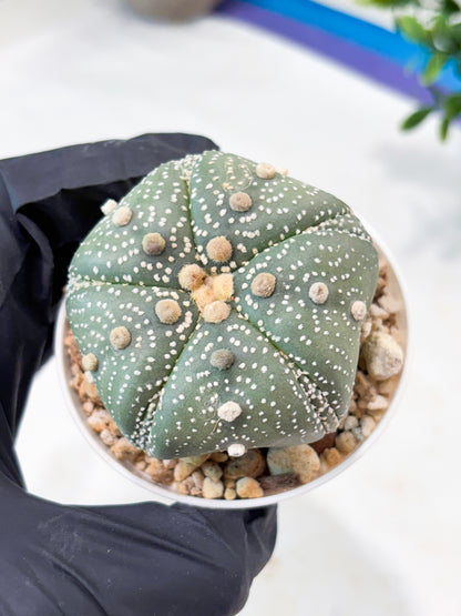 Astrophytum 5-Rib (T11) (y6) | Imported From Taiwan