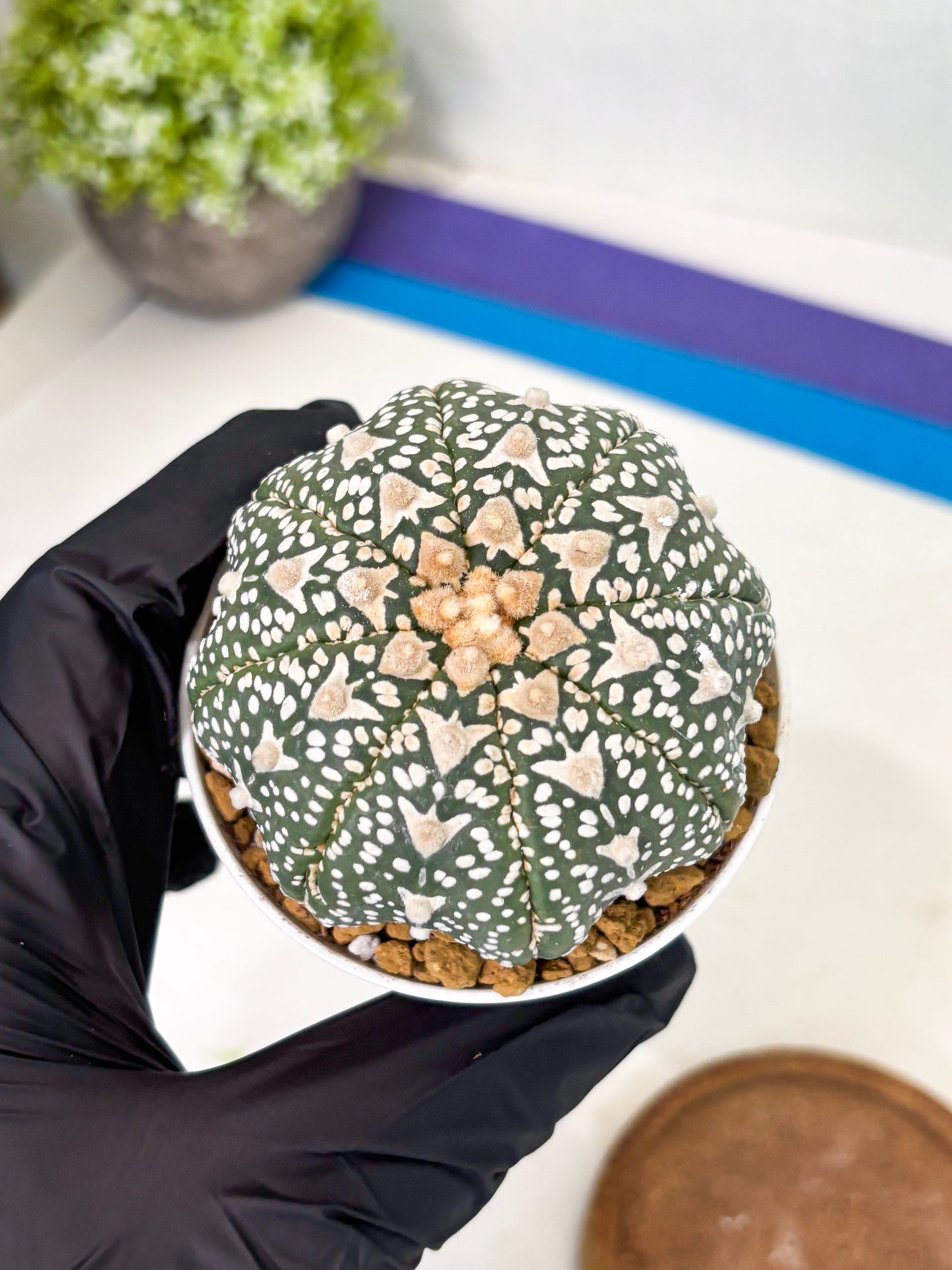 Astrophytum Star Shape (at2) (b1) | Japanese Import