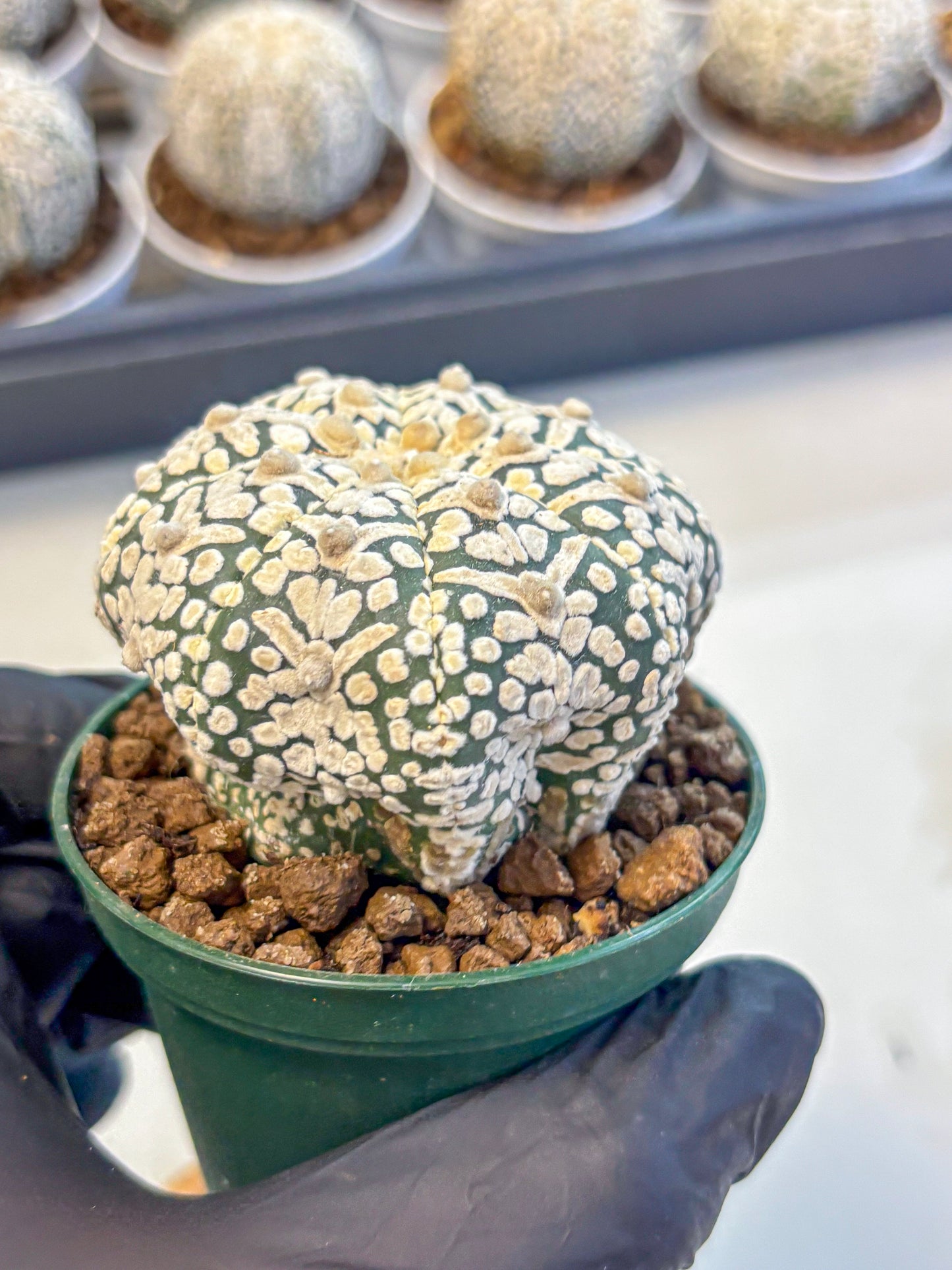 Astrophytum V Type (at5) (06) |  Sea urchin cactus