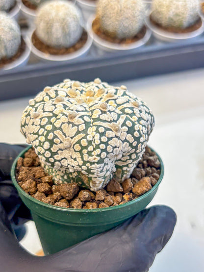Astrophytum V Type (at5) (06) |  Sea urchin cactus