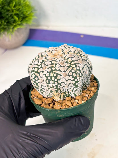 Astrophytum V-Type (at5) (p5) | Rare imported Plant