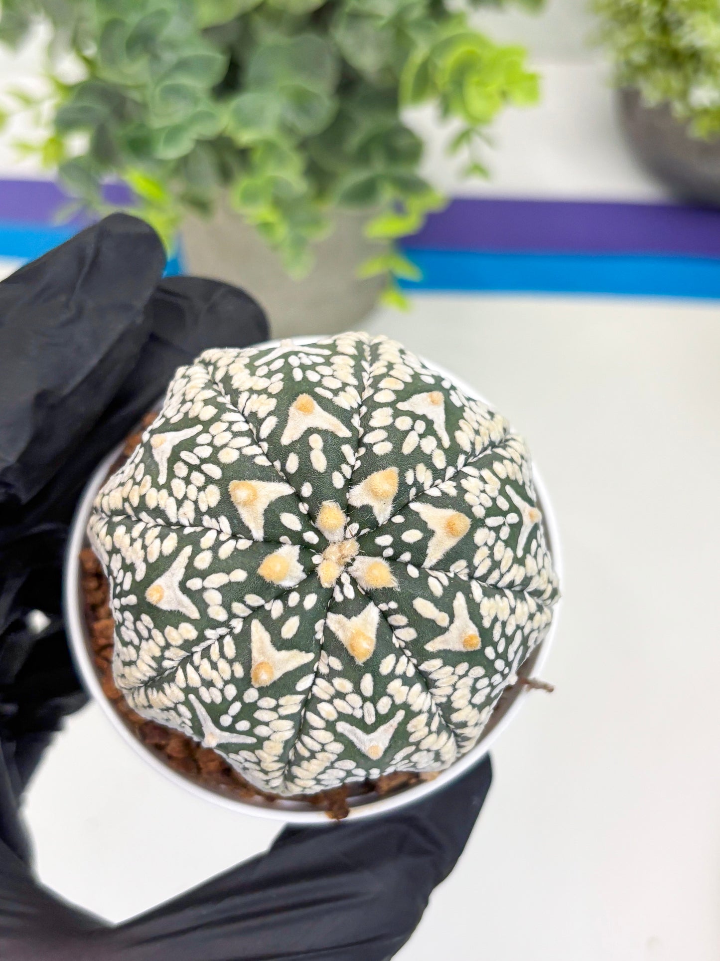 Astrophytum Super Kabuto V Type (T4) (p3) | USA Plant SHOP | 3" Pot