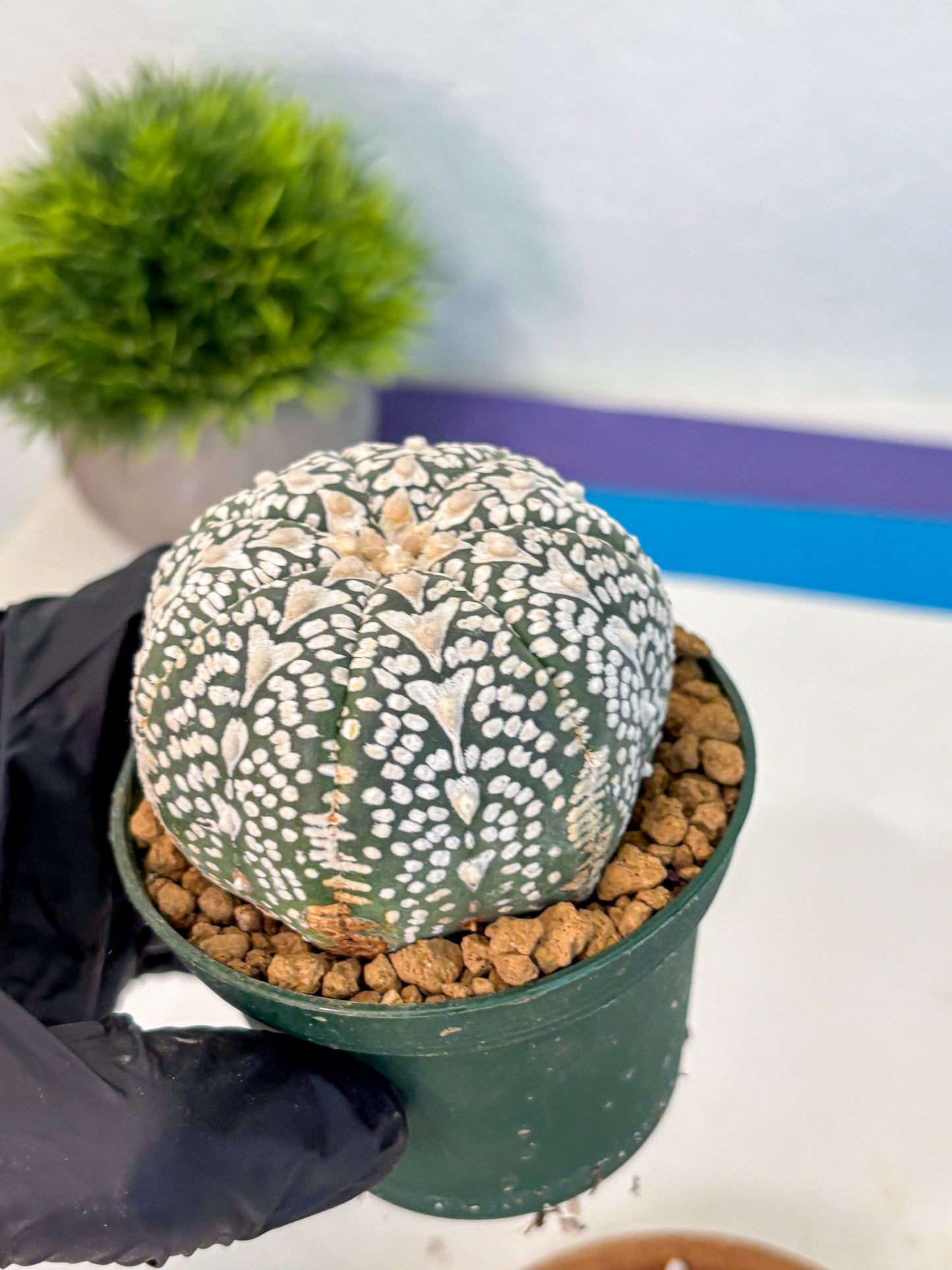 Astrophytum V Type (at2) (06) | Live Plant | Rare Collection
