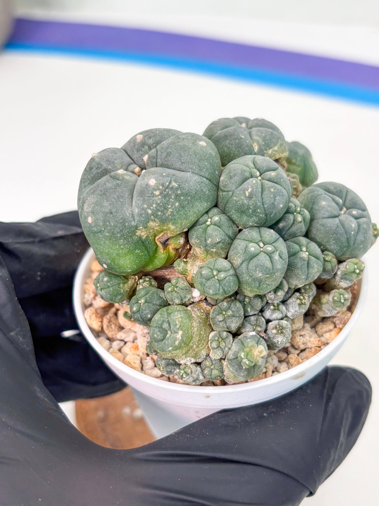 Spineless Cactus (Lo1) (g4) | For Advanced Growers