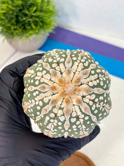 Astrophytum V Type Nudum (at9) (06) | Live Cactus