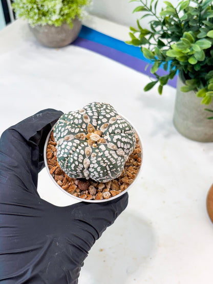 Astrophytum 5-Rib (T11) (y7) | Imported From Taiwan