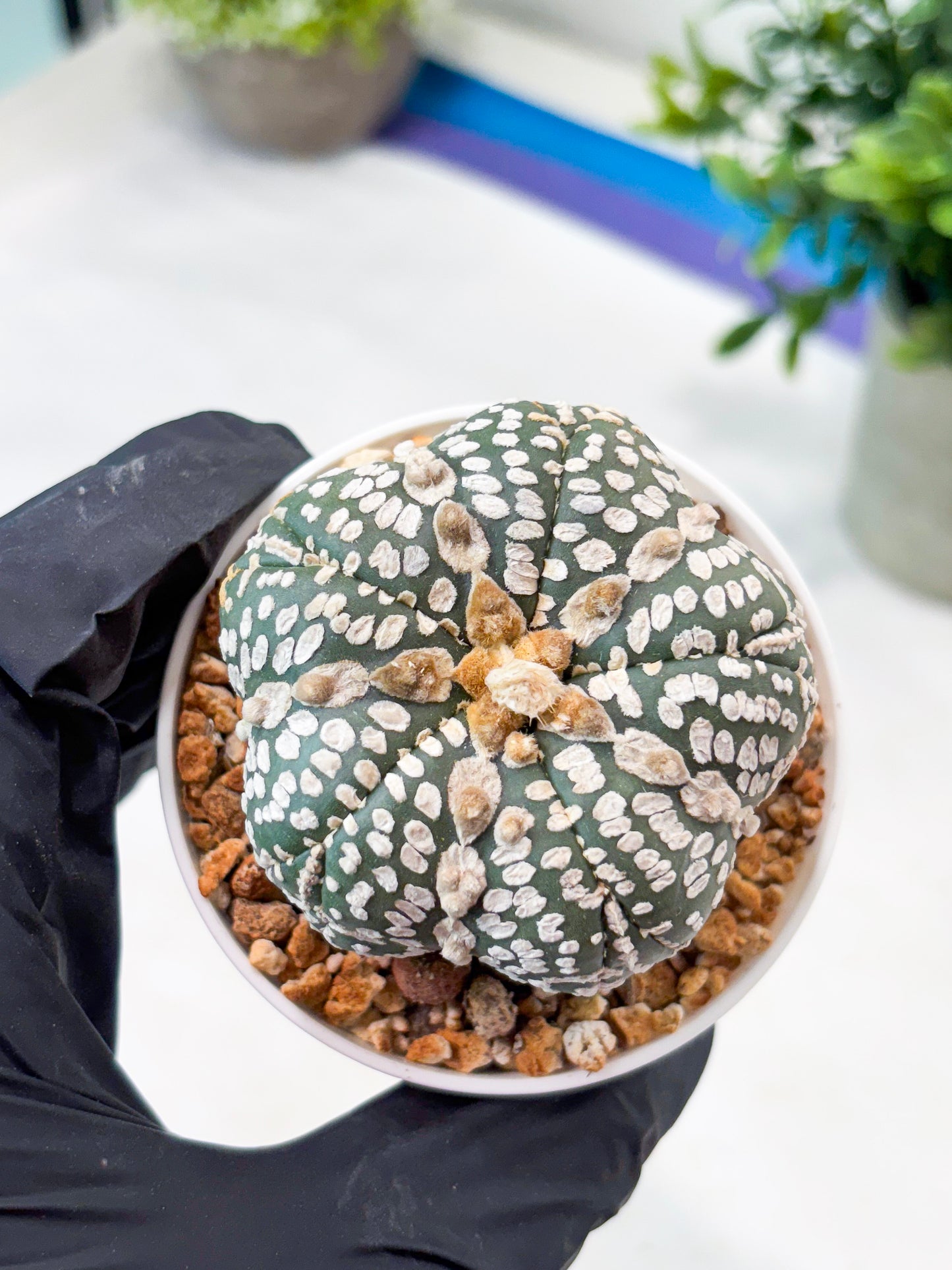 Astrophytum 5-Rib (T11) (y7) | Imported From Taiwan