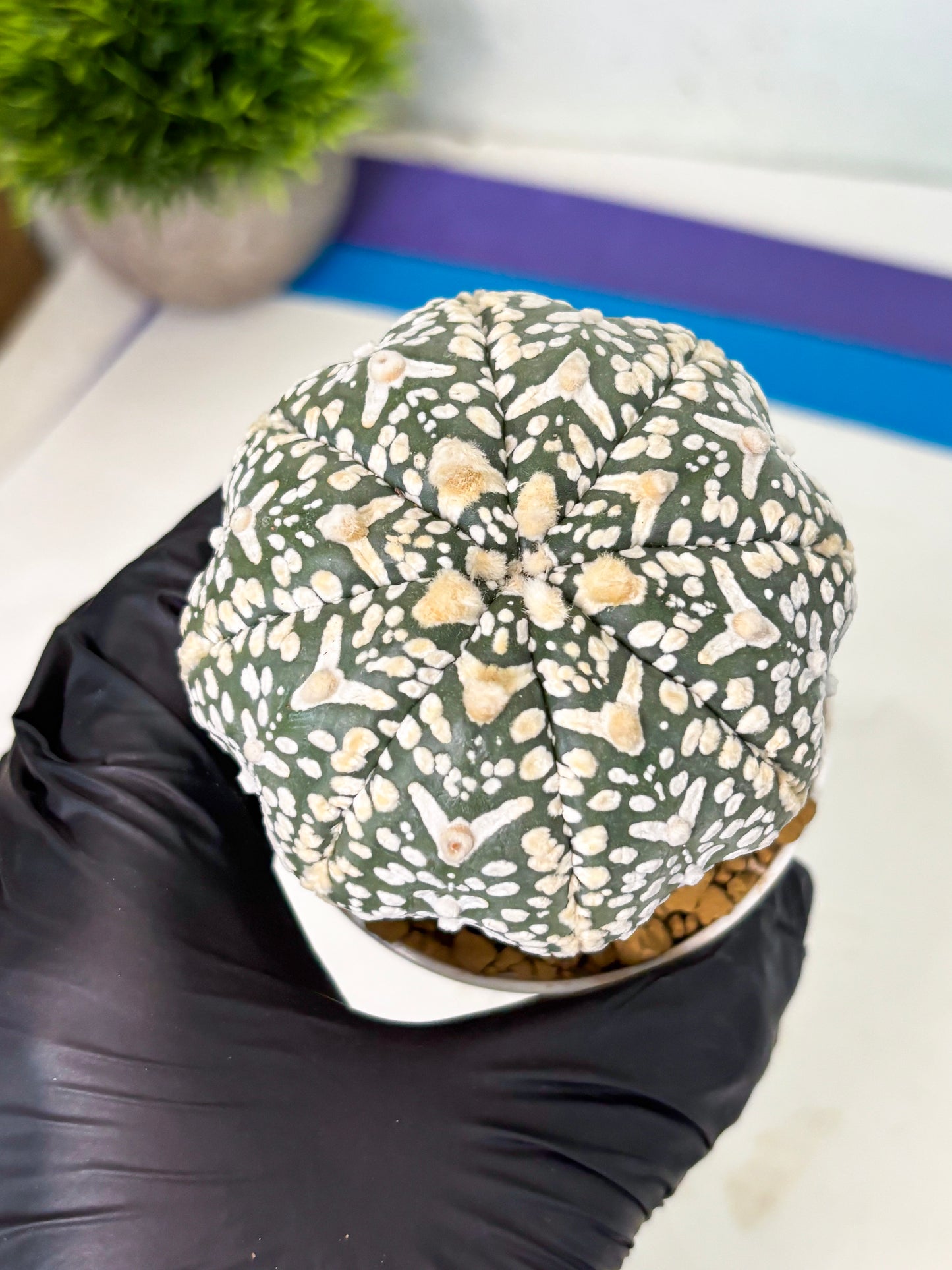 Astrophytum V-Type (at4) (y3) | Ship from Nevada