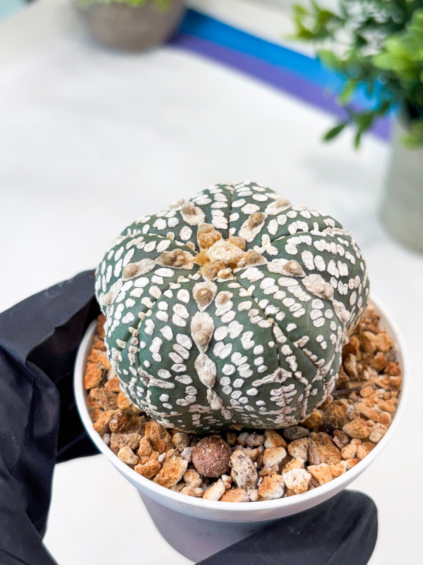Astrophytum 5-Rib (T11) (y7) | Imported From Taiwan