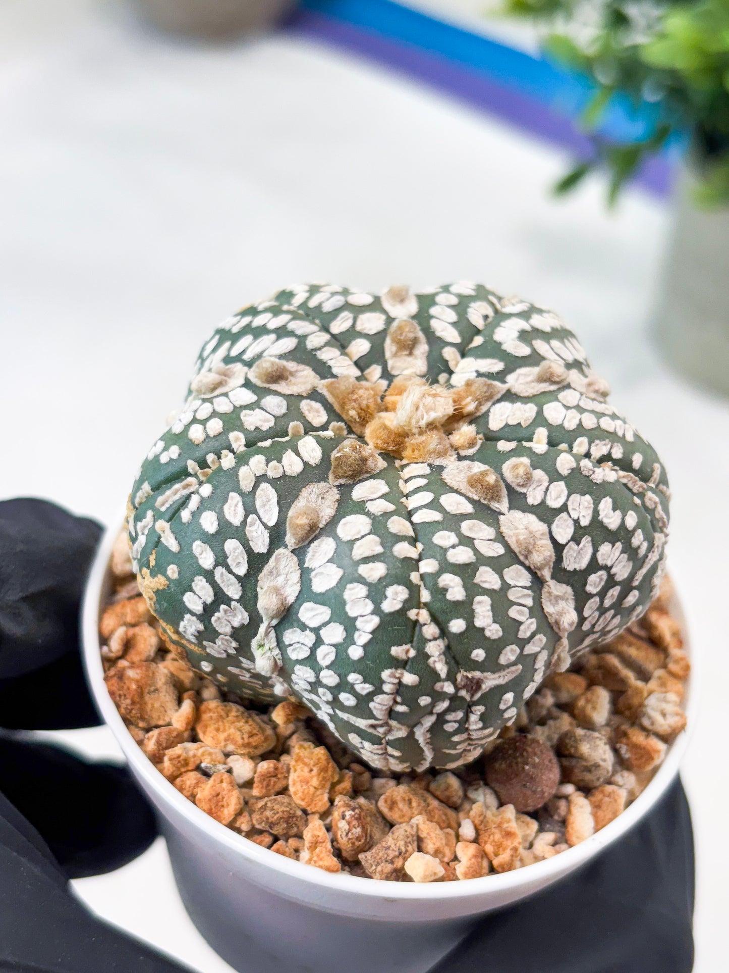 Astrophytum 5-Rib (T11) (y7) | Imported From Taiwan