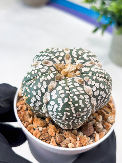 Astrophytum 5-Rib (T11) (y7) | Imported From Taiwan
